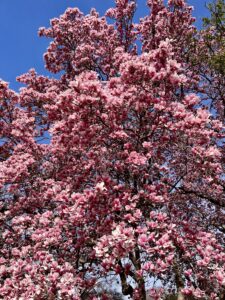 Cherry Blooms