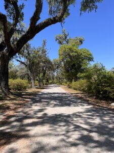 Bonaventure Cemetery