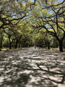 Wormsloe Bike Ride